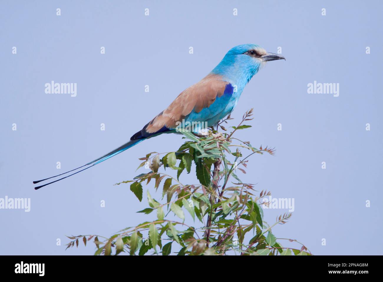 Adult abyssinian roller (Coracias abyssinica), sitting on a branch, Gambia Stock Photo