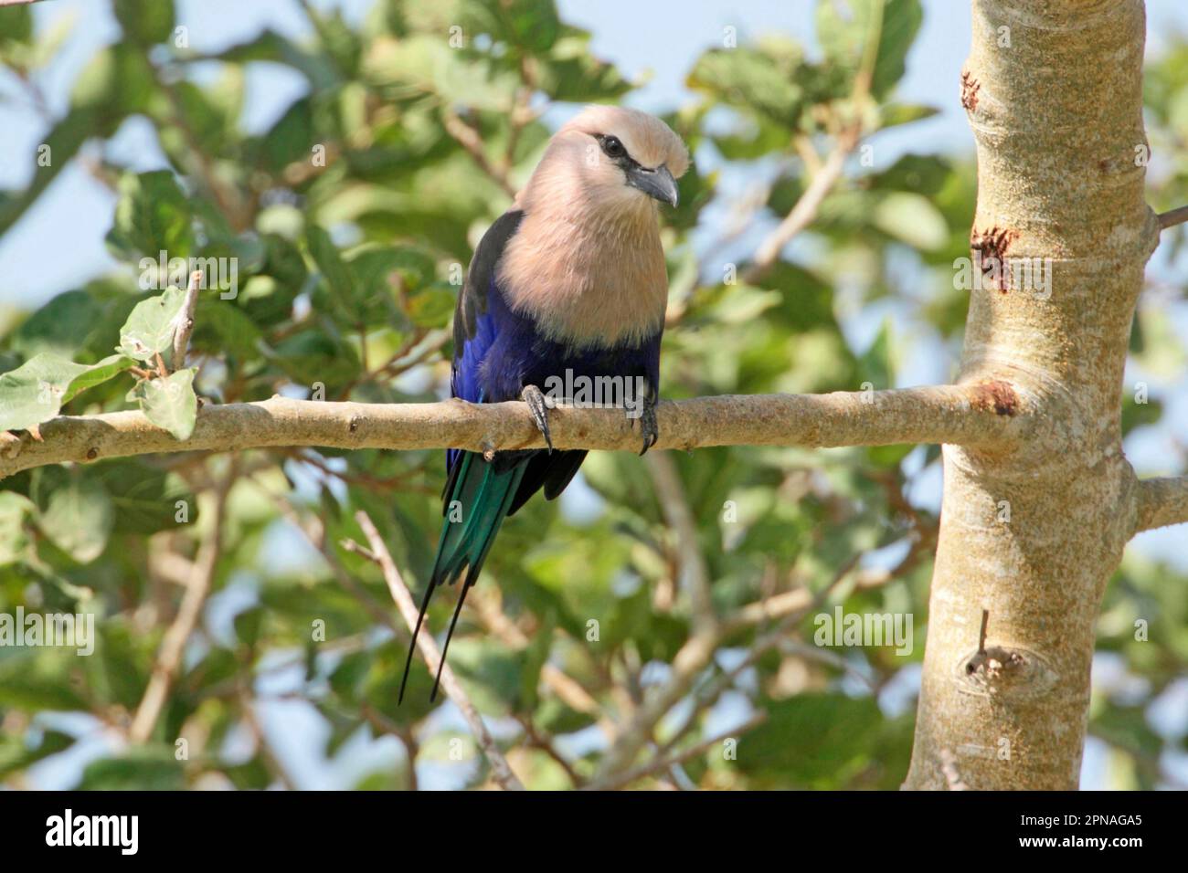 Blue-bellied roller (Coracias cyanogaster) adult, sitting on a branch, Gambia Stock Photo