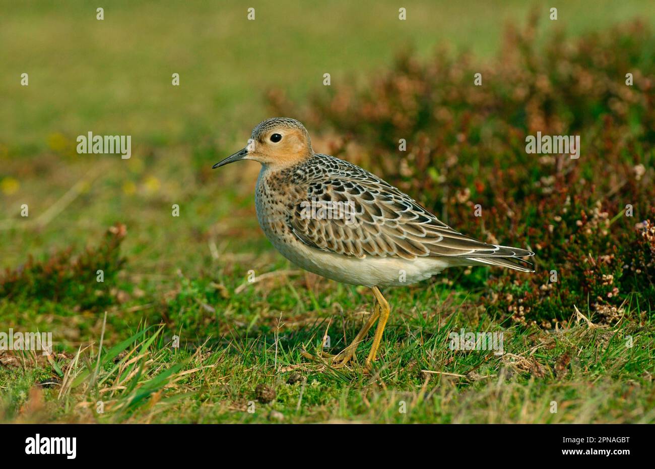 Buff-breasted Sandpiper (Tryngites subruficollis) adult, vagrant, standing on grass, Scilly Isles, England, United Kingdom Stock Photo