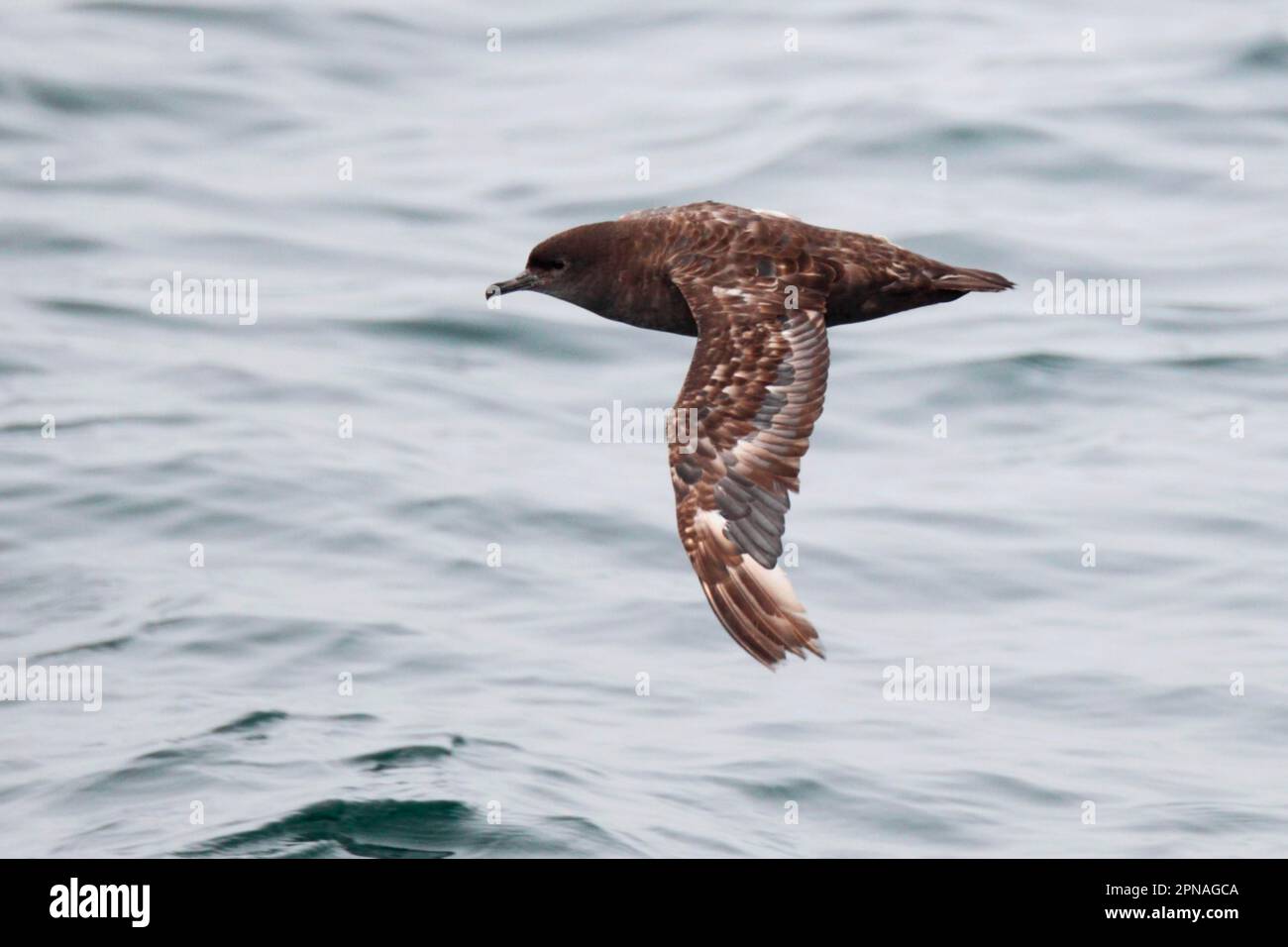 Short-tailed shearwater (Puffinus tenuirostris), tube-nosed, animals, birds, Short-tailed Shearwater adult, moulting wing feathers, in flight over Stock Photo