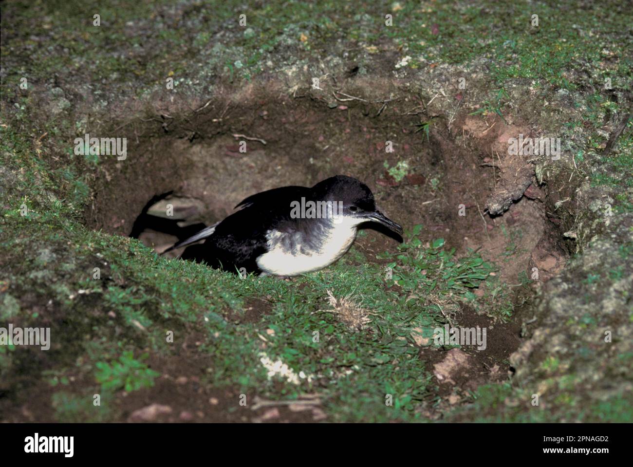 Blackbilled Shearwater, manx shearwater (Puffinus puffinus), Tubenosed, Animals, Birds, Manx