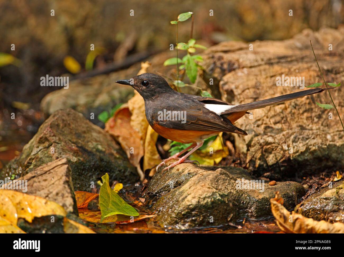 White-rumped Shama (Copsychus malabaricus interpositus) adult female, standing on rock beside forest pool, Kaeng Krachan N. P. Thailand Stock Photo