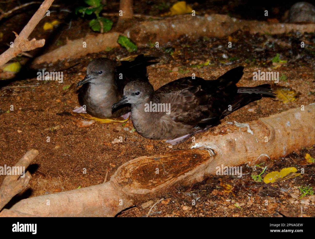 Wedge-tailed Shearwater (Puffinus pacificus) adult pair, sitting near nest burrow, Lady Elliot Island, Queensland, Australia Stock Photo