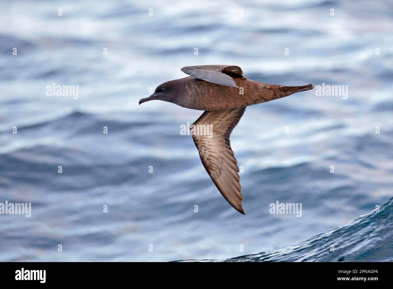 Sooty shearwater (Puffinus griseus) adult, flying over the sea, off New Zealand Stock Photo