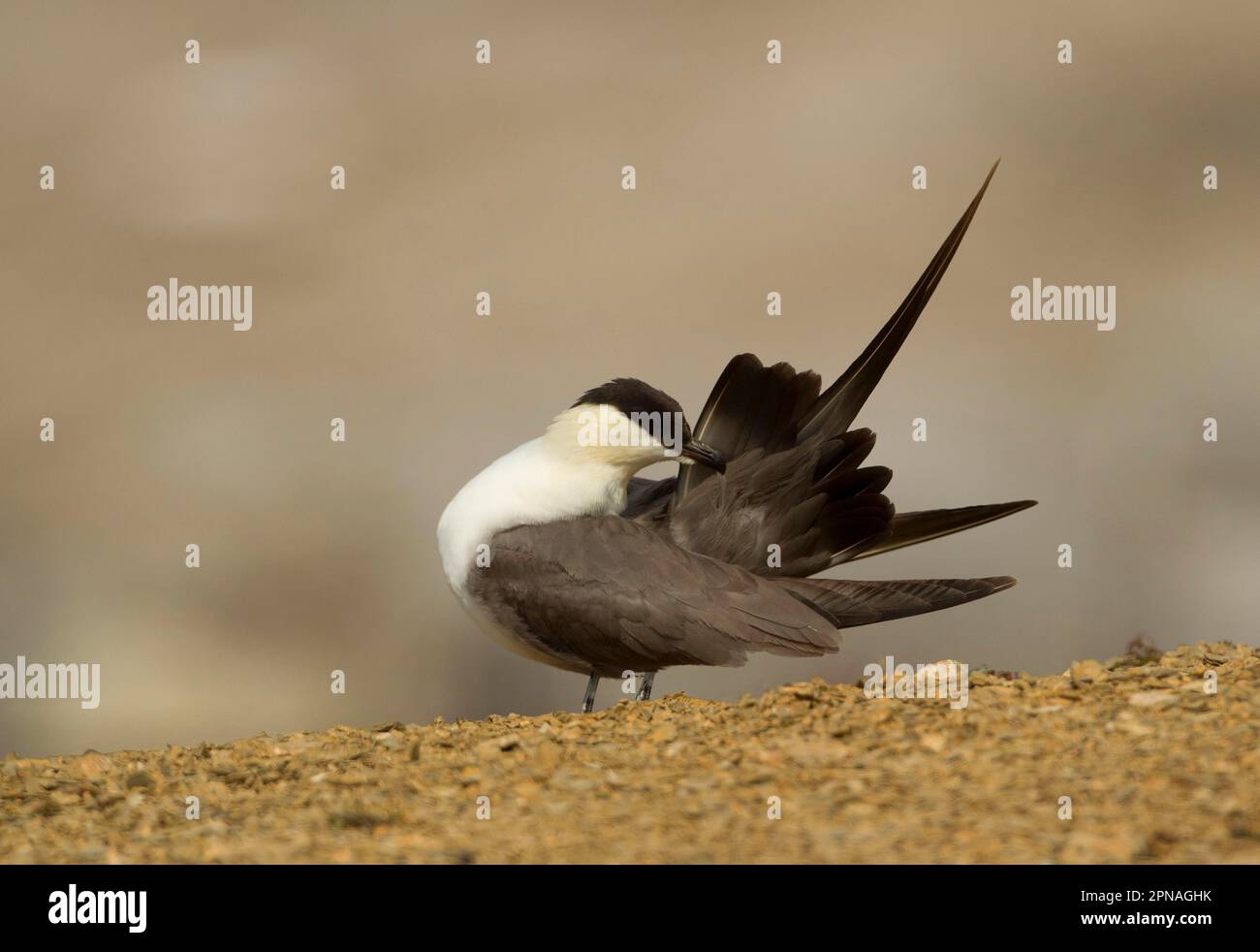 Long-tailed Skua, long-tailed jaegers (Stercorarius longicaudus), skua, skuas, gulls, animals, birds, Long-tailed Skua adult, preening, Svalbard Stock Photo