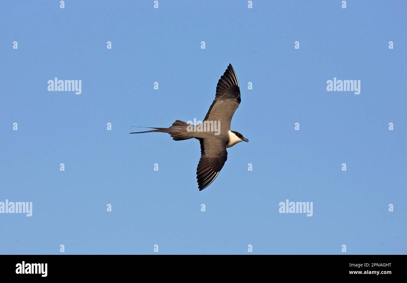 Long-tailed Skua, long-tailed jaegers (Stercorarius longicaudus), Skua, Skuas, Gulls, Animals, Birds, Long-tailed Skua adult, in flight Stock Photo