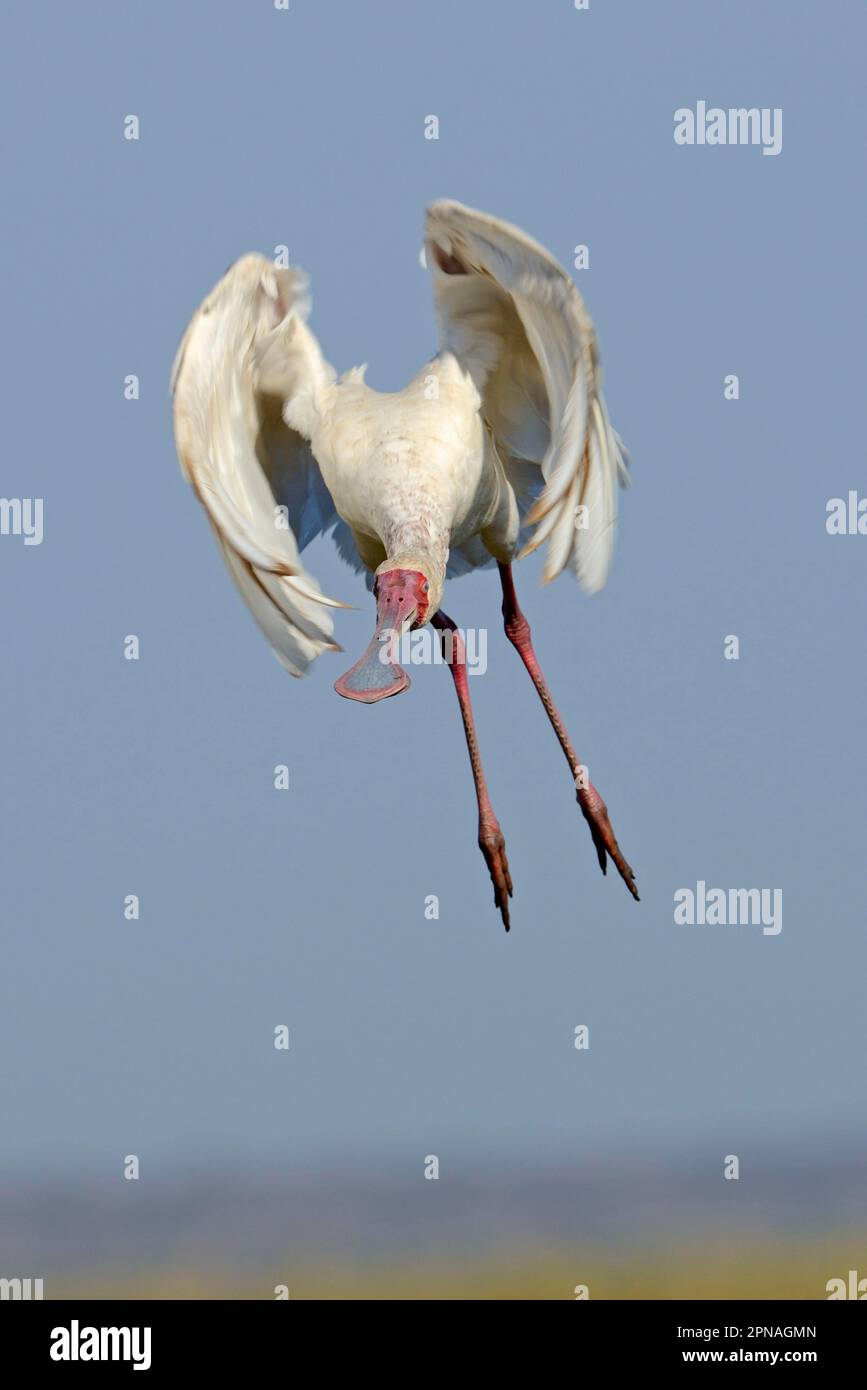 African Spoonbill (Platalea alba) adult, in flight, taking off, Chobe N ...