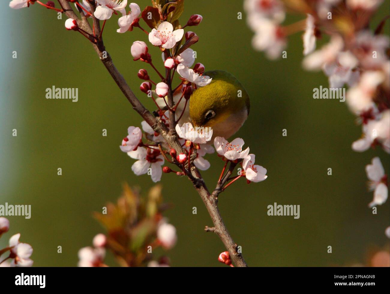 Chestnut-flanked White-eye (Zosterops erythropleurus) adult, feeding on nectar from blossom, Beidaihe, Hebei, China Stock Photo