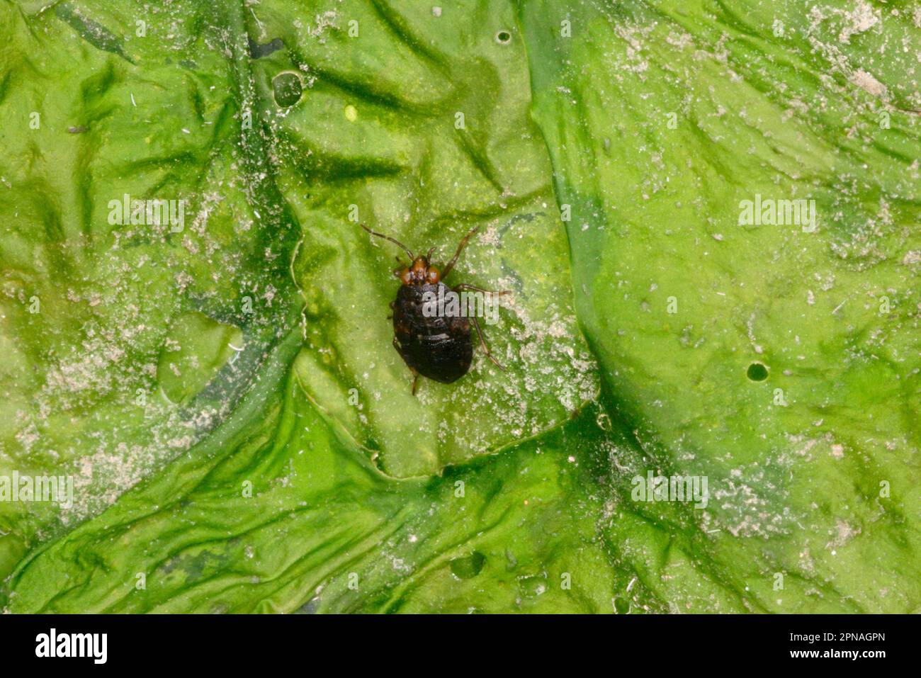 Common jumping bug, Common jumping bugs, Shore bug, Shore bugs (Saldula