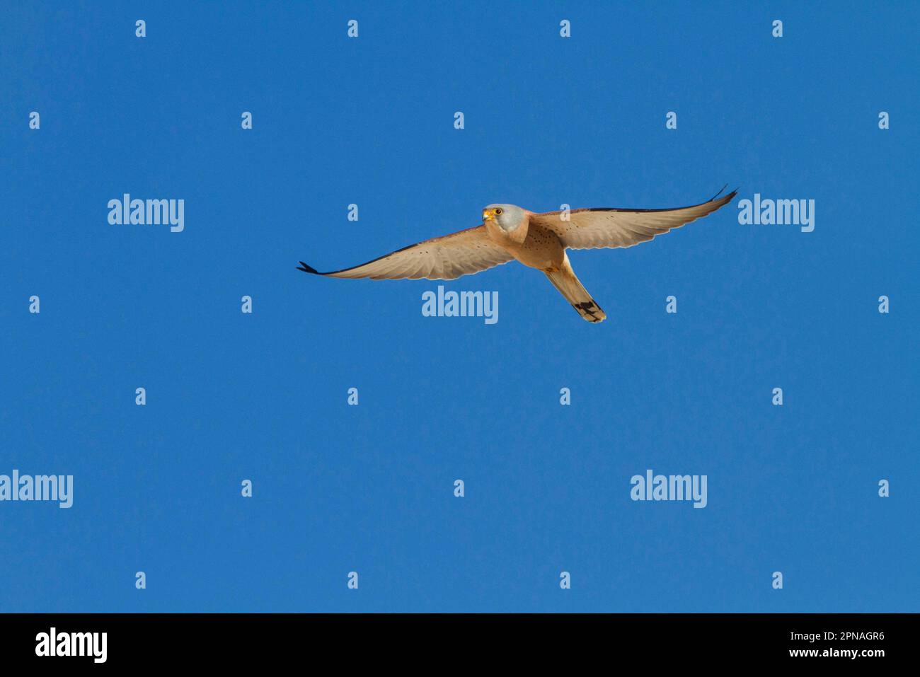 Lesser Kestrel, Lesser Kestrel, falcon, birds of prey, animals, birds