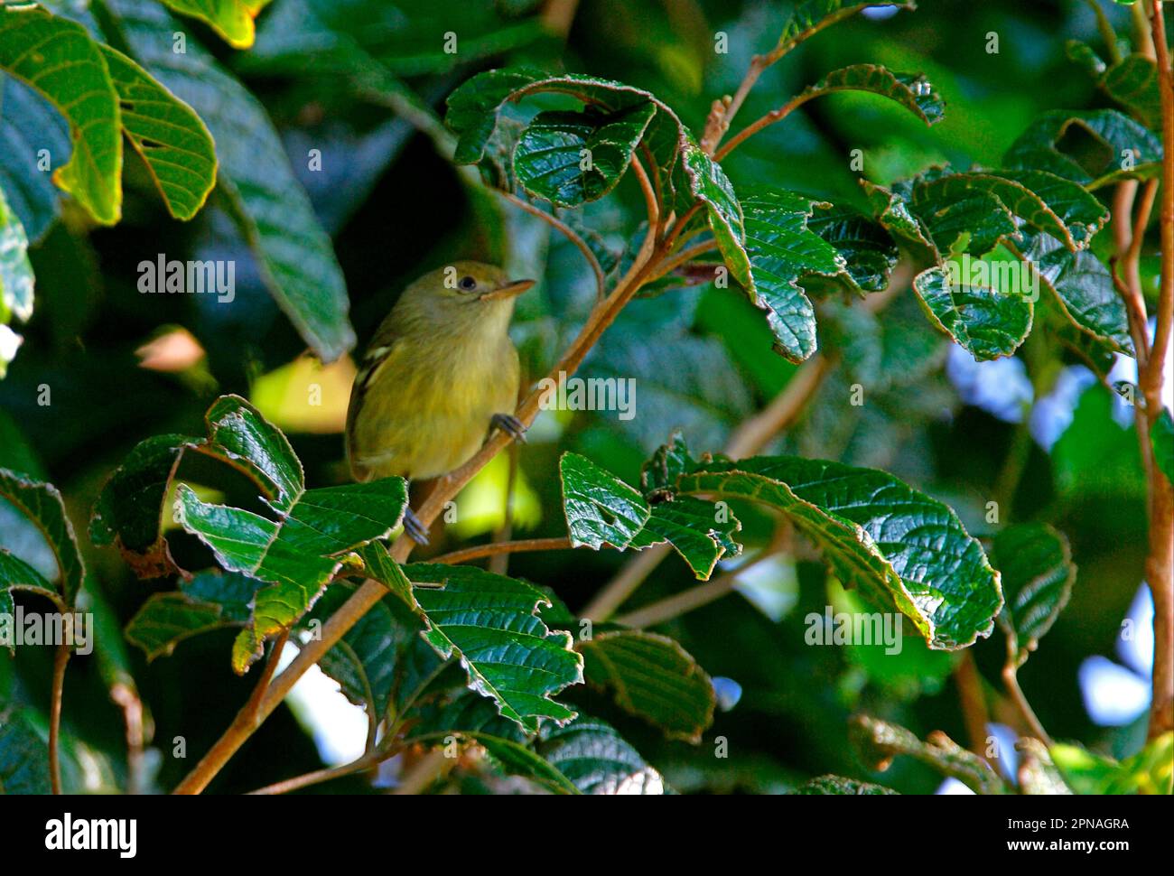 Jamaican Vireo (Vireo modestus) adult, perched in bush, Marshall's Pen, Jamaica Stock Photo