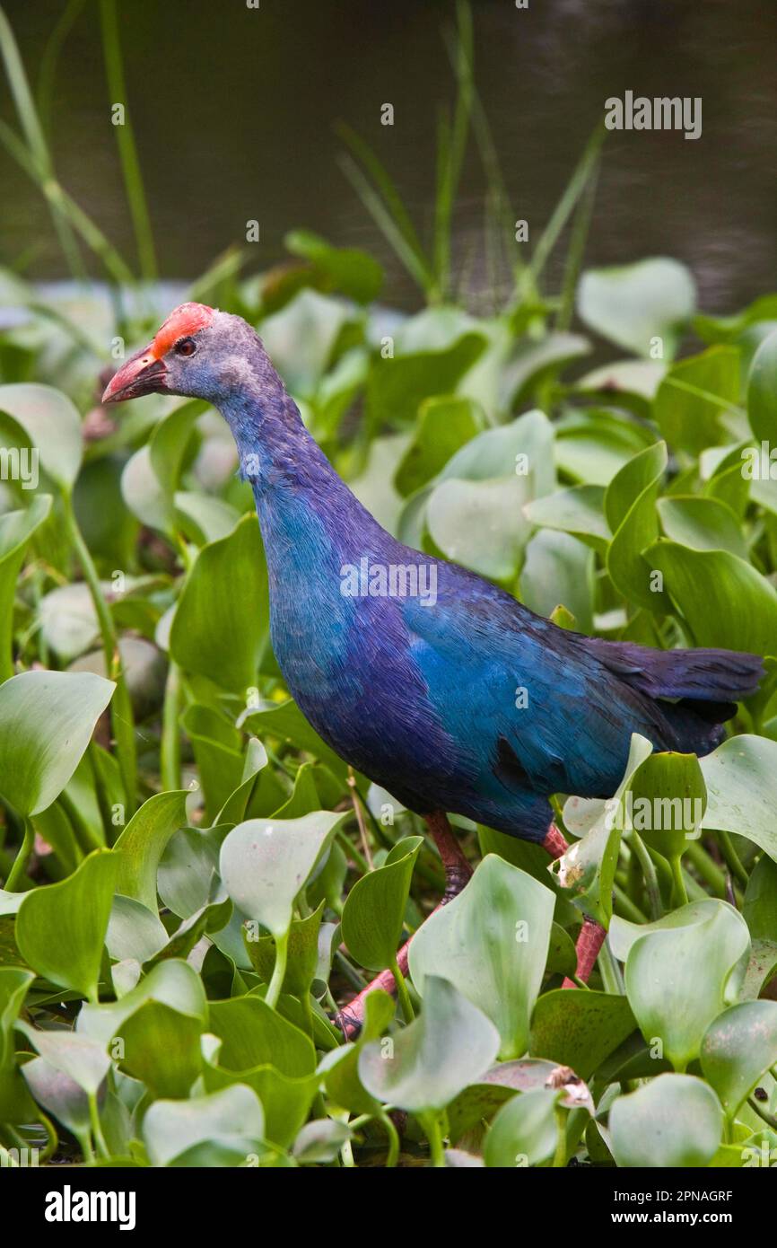 Purple Partridge, Purple Grouse, Purple Rail, Purple Rails, Rails, Animals, Birds, Purple Swamphen, Sri Lanka Stock Photo