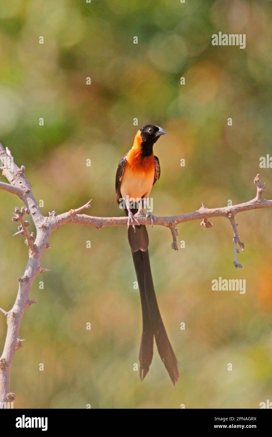 Paradise whydah birds hi-res stock photography and images - Alamy