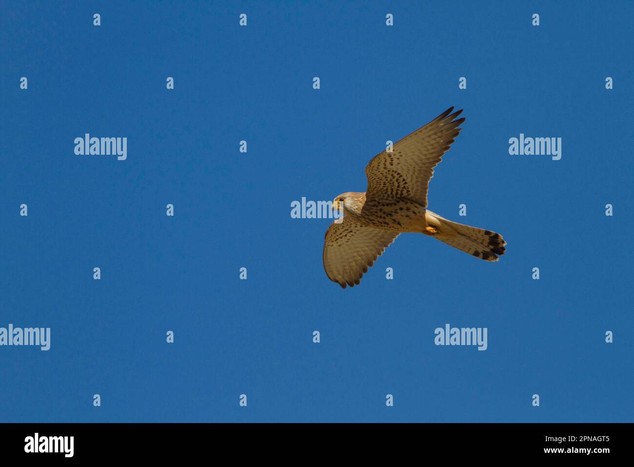 Lesser Kestrel, Lesser Kestrel, falcon, birds of prey, animals, birds