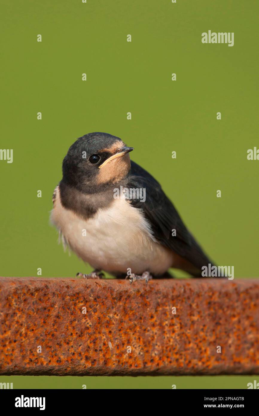 Barn Swallow, barn swallows (Hirundo rustica), songbirds, animals, birds, swallows, Barn Swallow juvenile, perched on rusty metal gate, Norfolk Stock Photo