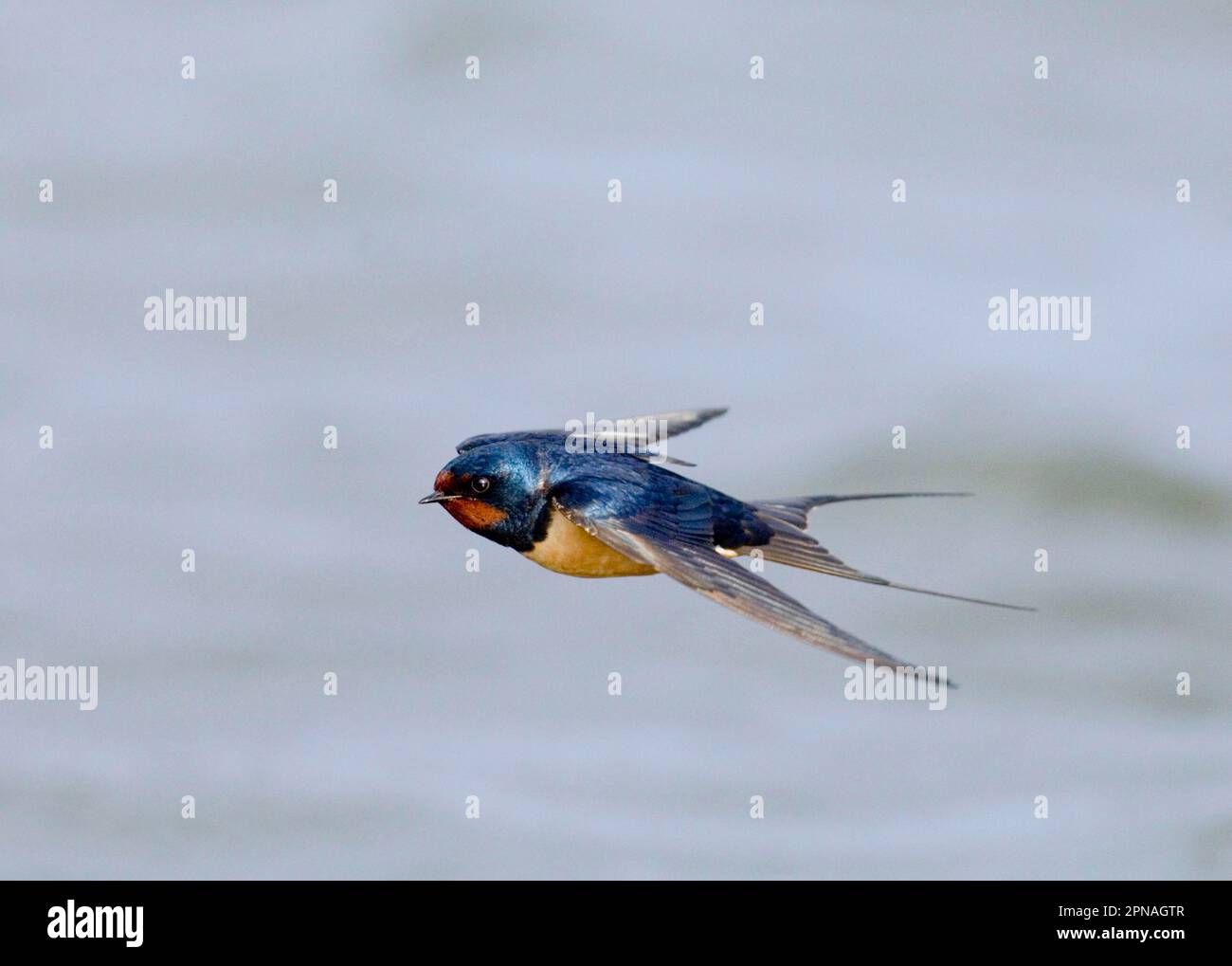 Barn Swallow, barn swallows (Hirundo rustica), songbirds, animals ...