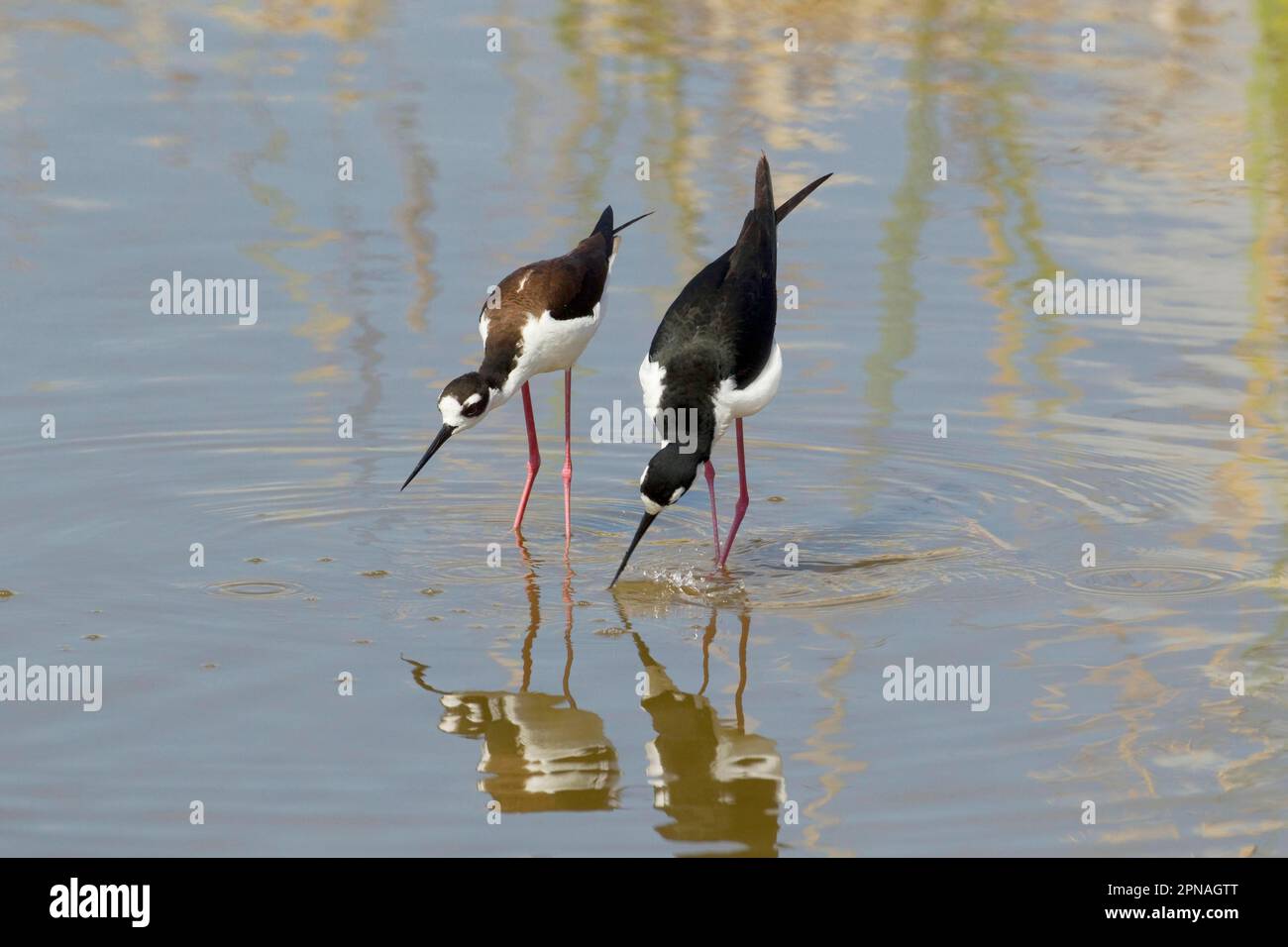 Blacknecked Blackwinged Stilt, American Stilt, Animals, Birds, Waders