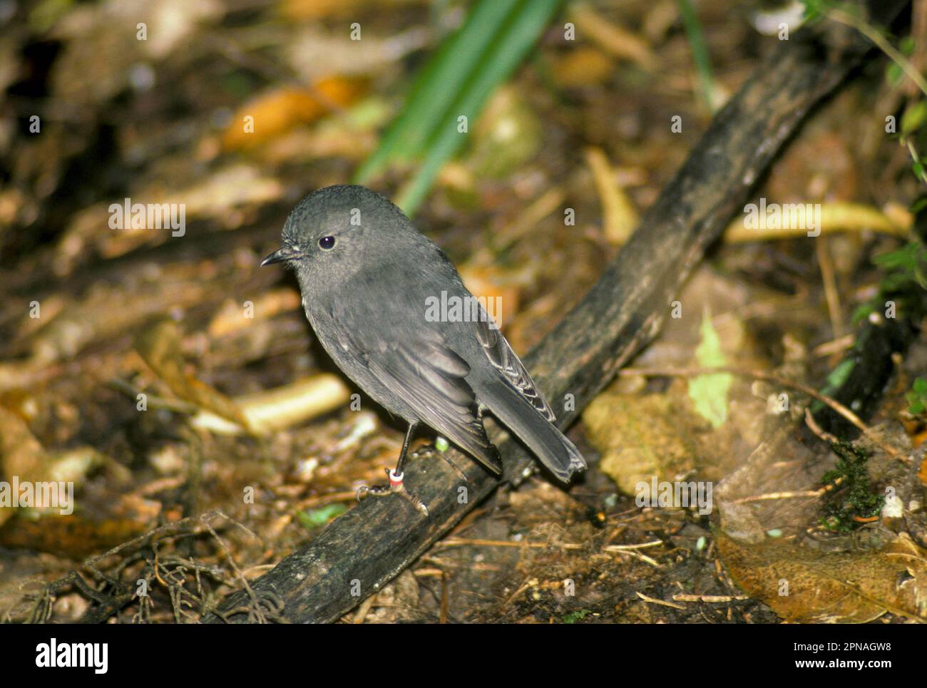 South island robin (Petroica australis), Songbirds, Animals, Birds, South Island Robin Stock Photo