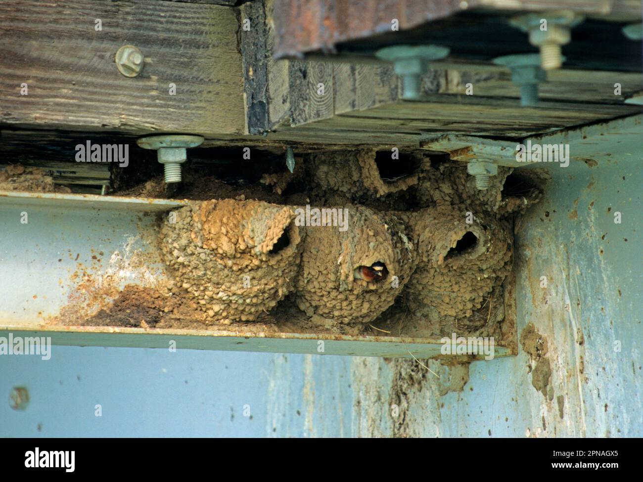 Pale-fronted Swallow, Pale-fronted Swallows, Songbirds, Animals, Birds, Swallows, Cliff Swallow (Hirundo pyrrhonota) nests underneath bridge Stock Photo