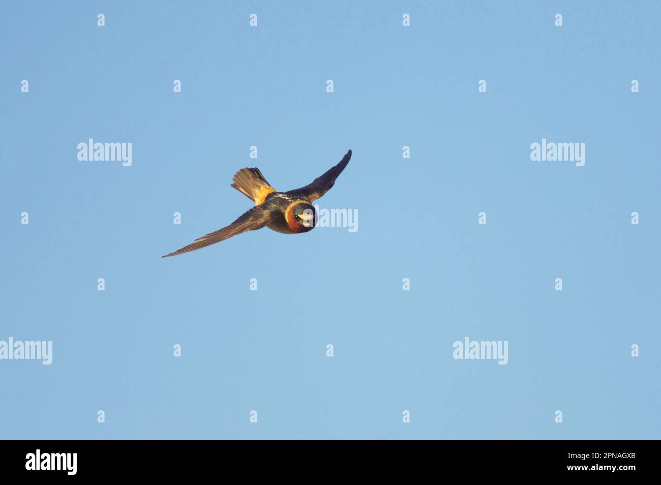 Pale-fronted Swallow, Pale-fronted Swallows, songbirds, animals, birds, swallows, Cliff Swallow (Hirundo pyrrhonota) adult, in flight, Klamath Stock Photo