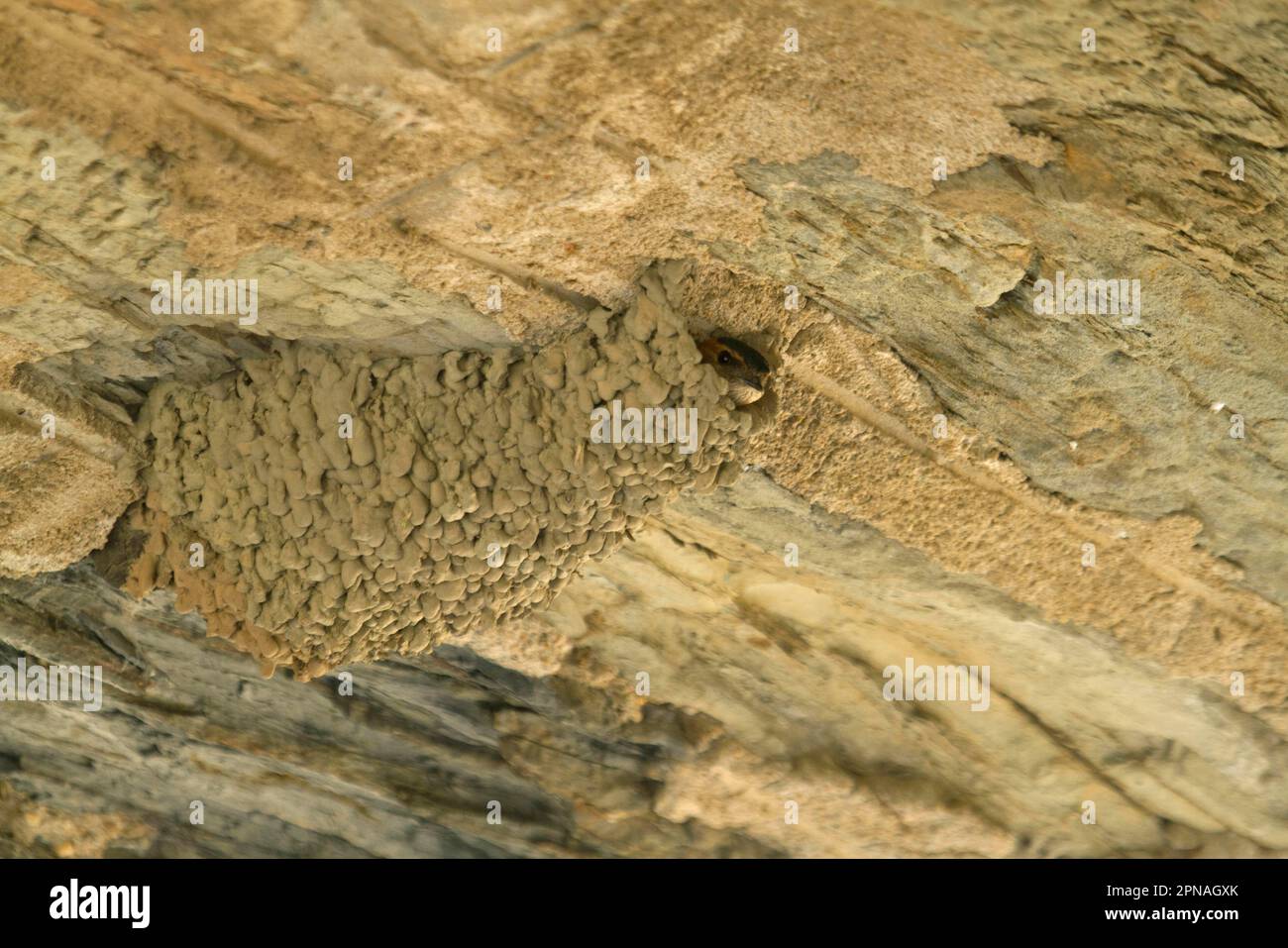 Redrumped swallow (Hirundo daurica) adult, in mud nest under bridge
