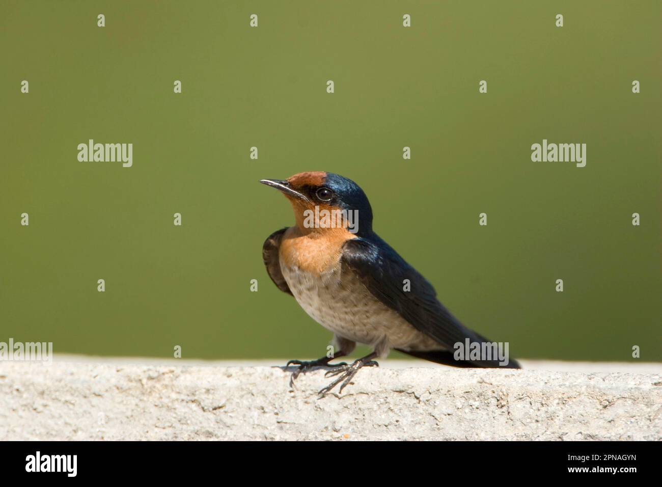 South Pacific Swallow, South Sea Swallow, Southern Terns, songbirds, animals, birds, swallows, Pacific Swallow (Hirundo tahitica) adult, perched on Stock Photo