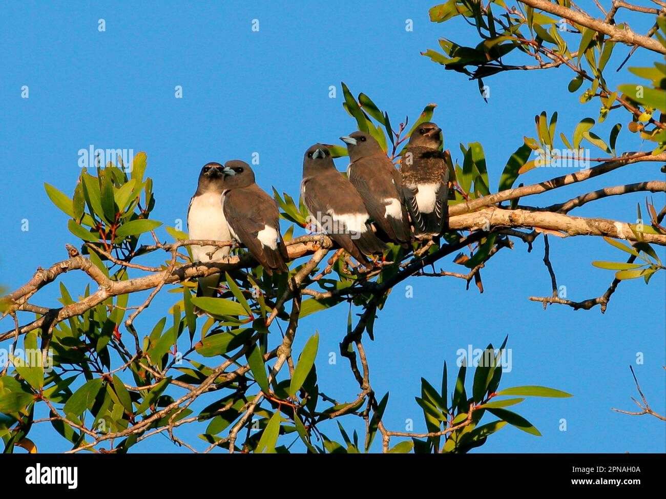 White-breasted woodswallow (Artamus leucorynchus) four immature adults, south-east Queensland, Australia Stock Photo