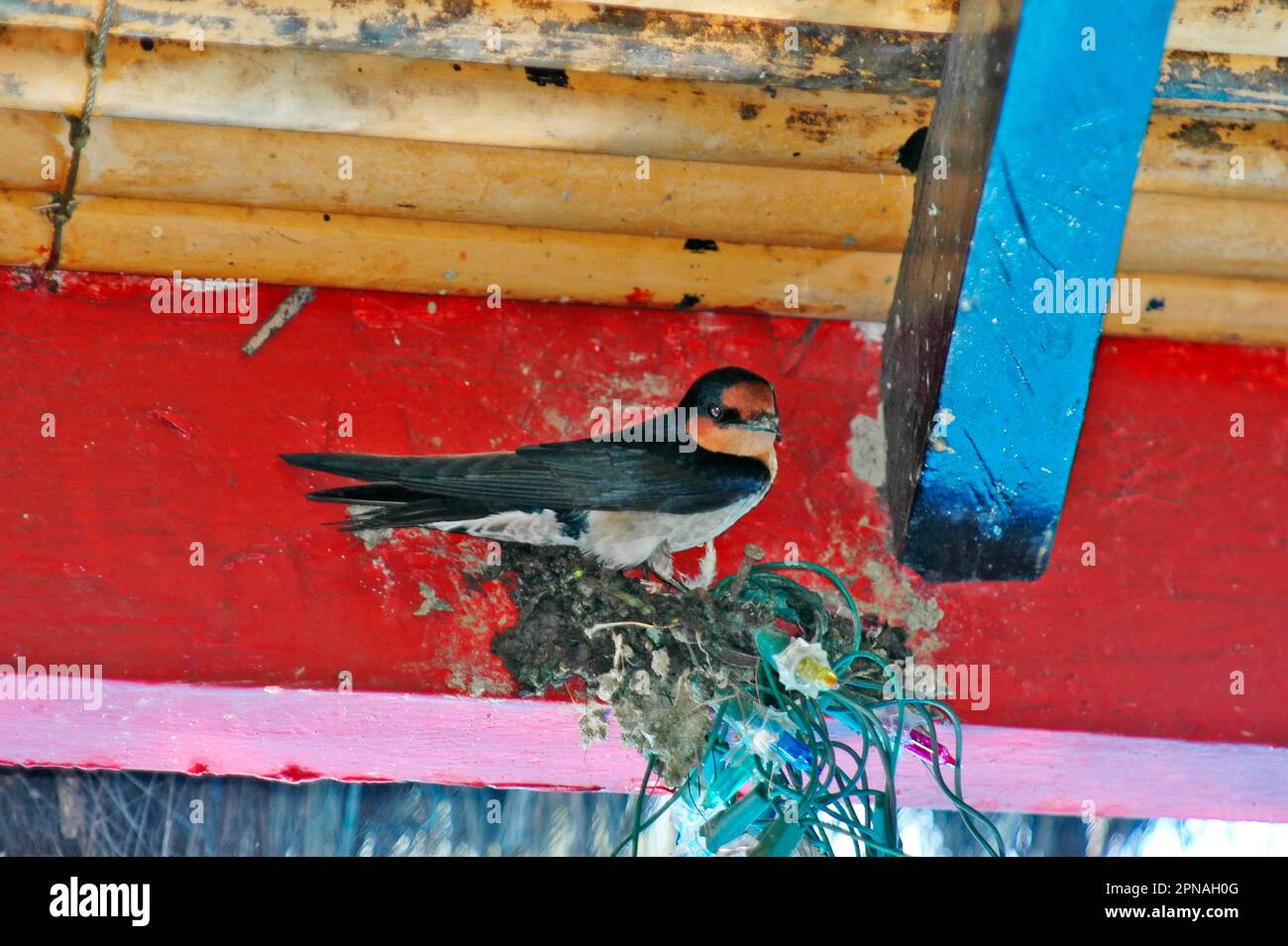 Indonesian bird nest hi-res stock photography and images - Alamy