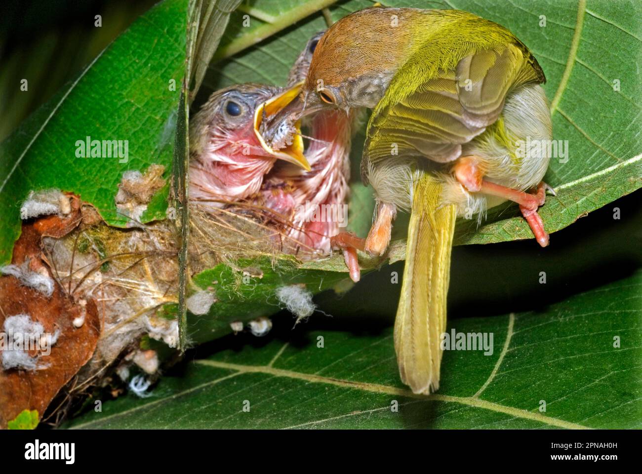 Redfronted Tailorbird, Redfronted Tailorbirds, Songbirds, Animals
