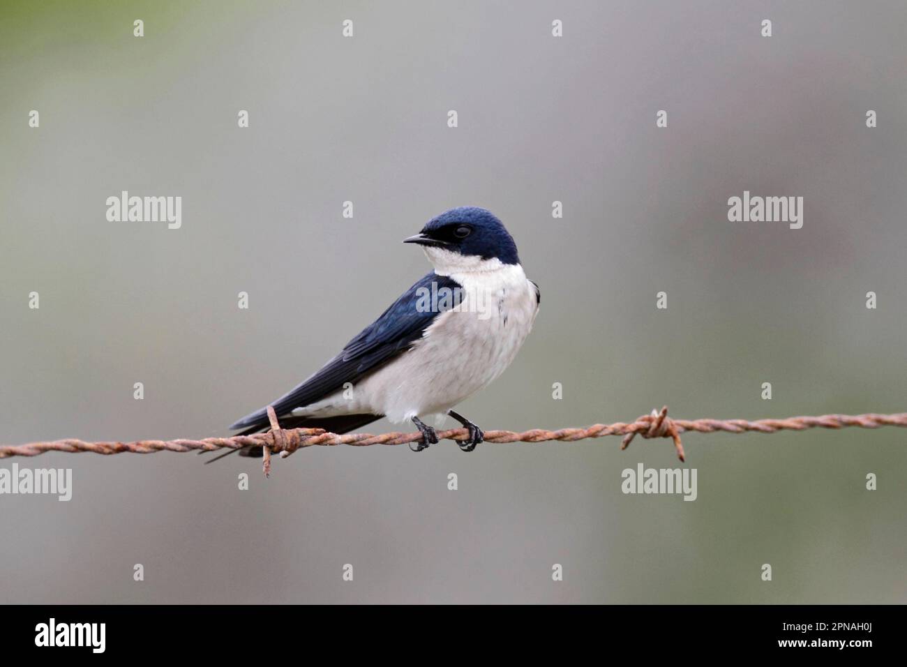 Pearl-breasted Swallow (Hirundo dimidiata), adult, perched on barbed wire, Western Cape, South Africa Stock Photo