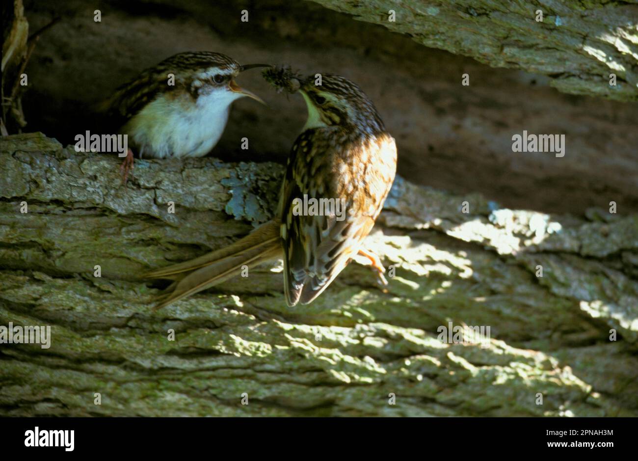 Eurasian treecreeper (Certhia familiaris), Tree Creeper, Songbirds