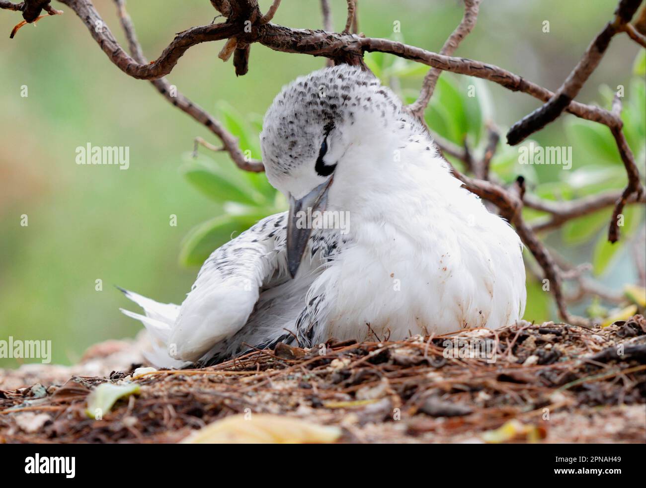 Red-tailed Tropicbird (Phaethon rubricauda) fledged juvenile, preening on nest, Lady Elliot Island, Queensland, Australia Stock Photo