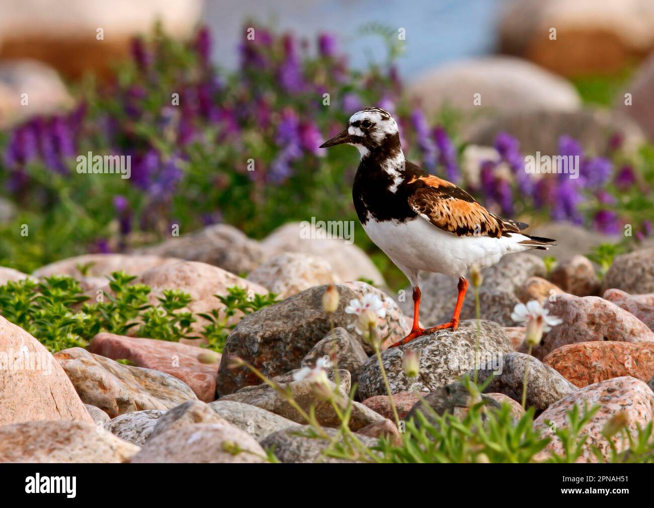 Ruddy ruddy turnstone (Arenaria interpres) adult, summer plumage, standing on rock by tufted vetch (Vicia cracca), Finland Stock Photo