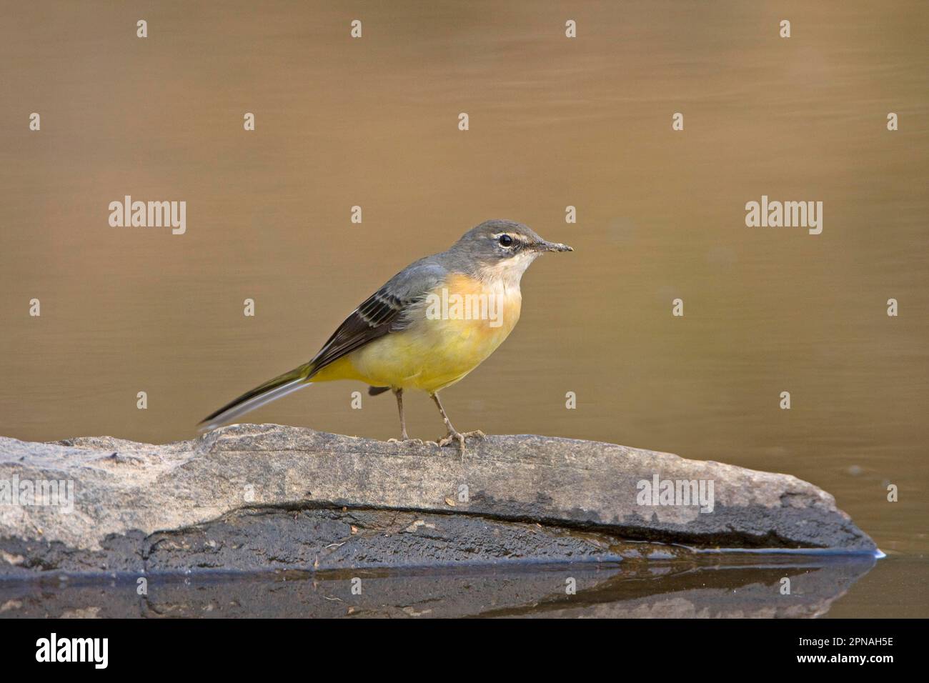 Grey Wagtail (Montacilla cinerea) adult, winter plumage, standing on rock in stream, Extremadura, Spain Stock Photo