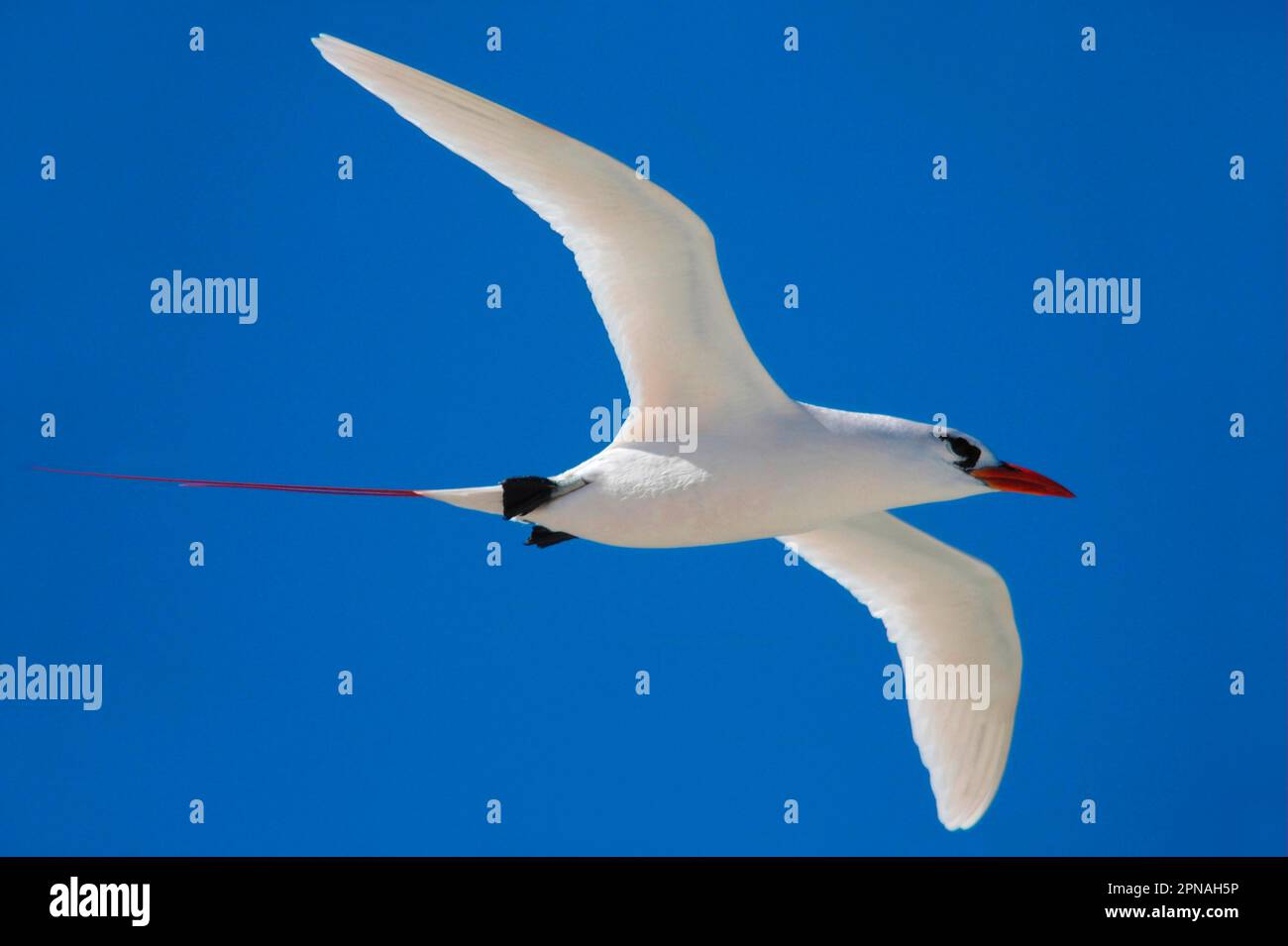 Red-tailed tropicbird (Phaethon rubricauda), Red-tailed Tropicbirds