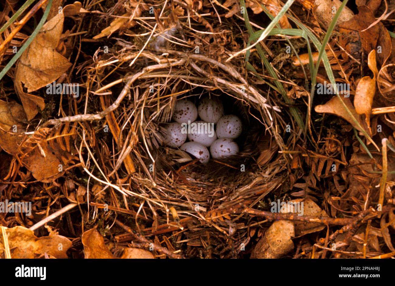 Willow Warbler (Phyllosoppus trochilus) Nest and eggs Stock Photo