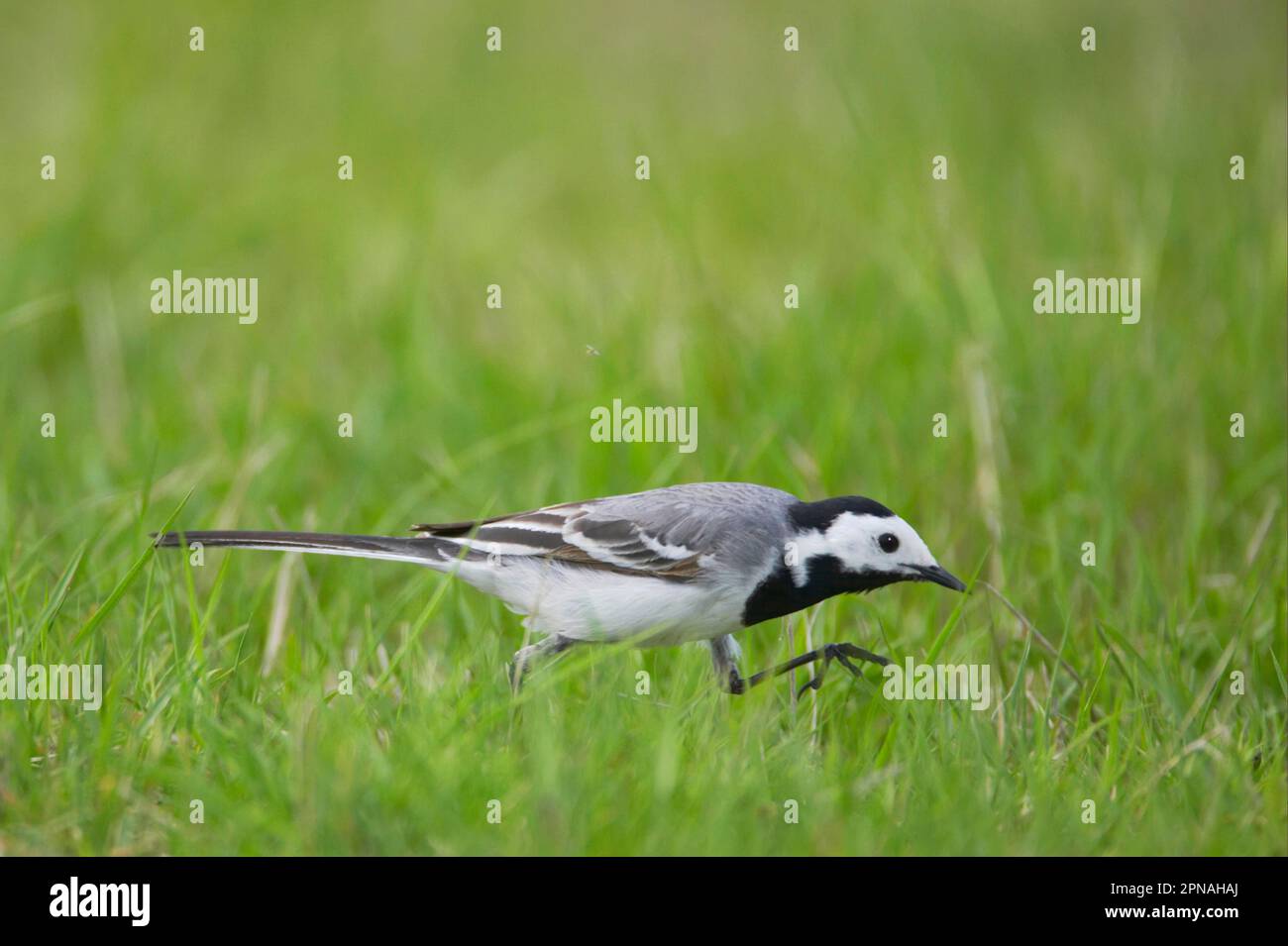 Pied Wagtail (Motacilla alba alba) adult, foraging, catching insects in grassland, Finland Stock Photo