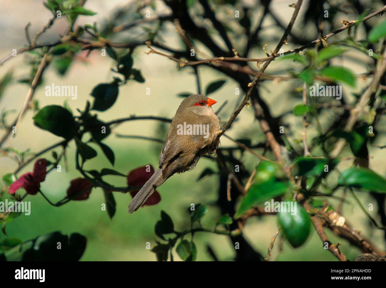 Waxbill, Waxbill, Magnificent finches, Songbirds, Animals, Birds, Common Waxbill (Estrilda astrild) Male Stock Photo