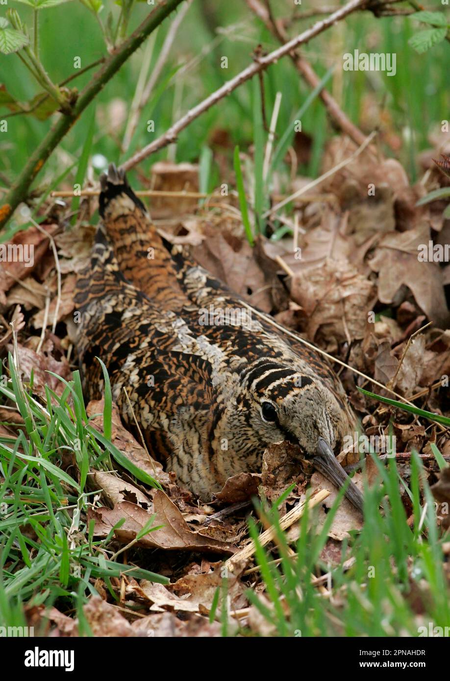 Eurasian woodcock (Scolopax rusticola), Woodcock, Animals, Birds, Waders, Woodcock adult, incubating on nest, Peak District, Derbyshire, England Stock Photo