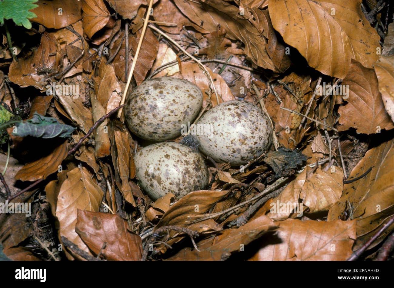 Eurasian woodcock (Scolopax rusticolA), Woodcock, Animals, Birds, Waders, Woodcock Nest and eggs Stock Photo
