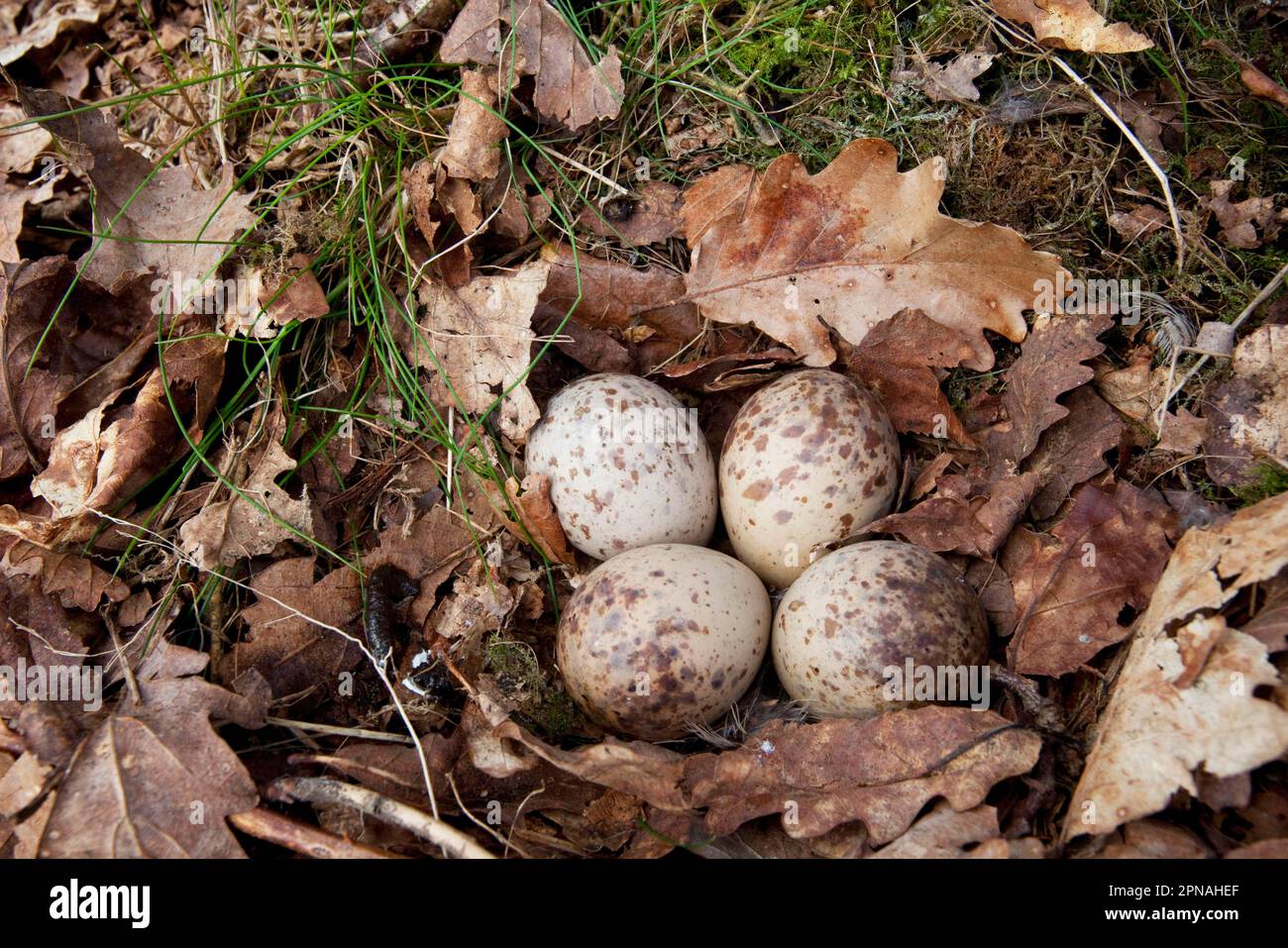 Eurasian woodcock (Scolopax rusticola) four eggs in nest, in oak woodland, Peak District, Derbyshire, England, Spring Stock Photo