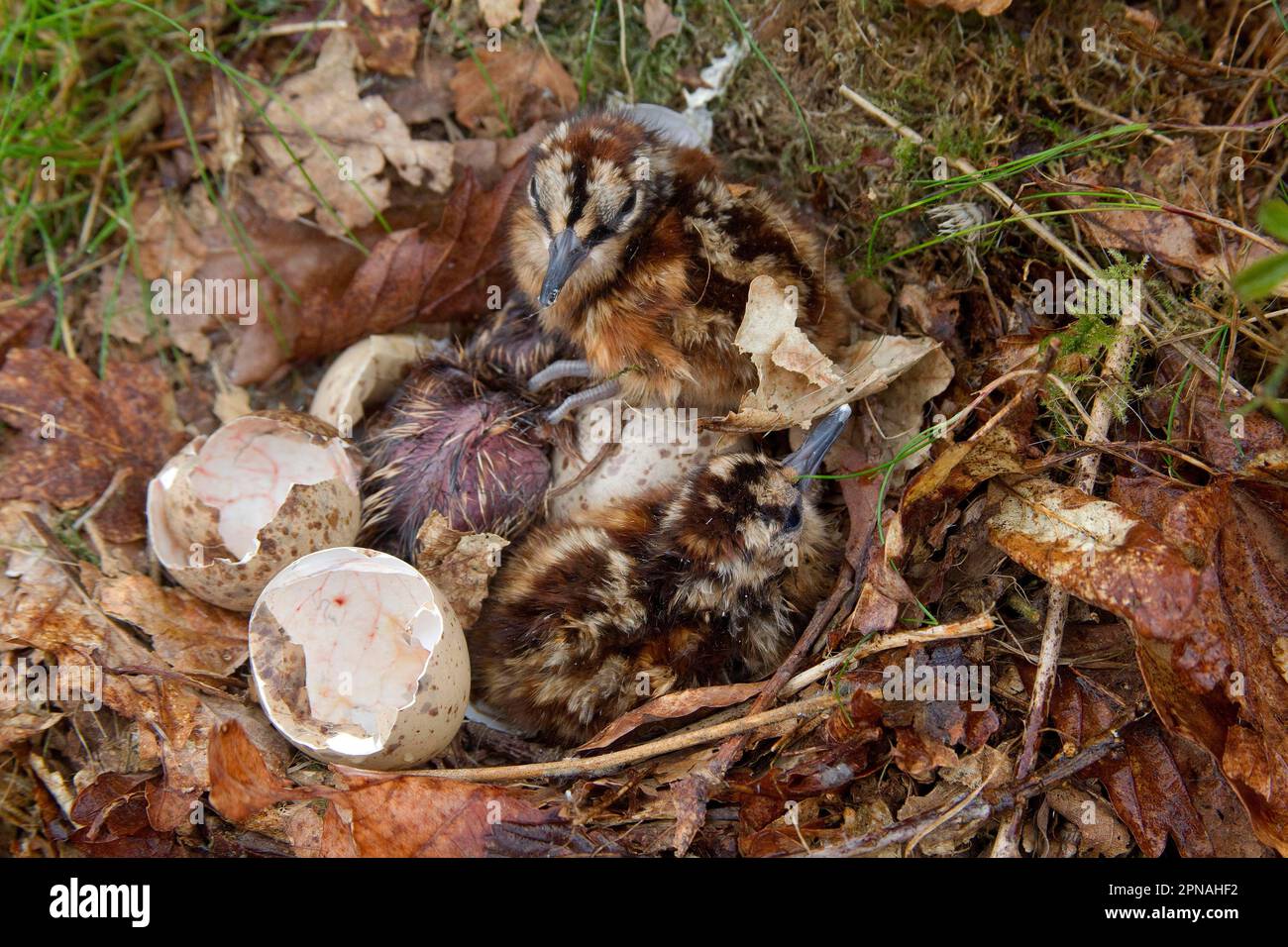 Eurasian woodcock (Scolopax rusticola) chicks, hatching from eggs in nest, in oak woodland, Peak District, Derbyshire, England, spring Stock Photo