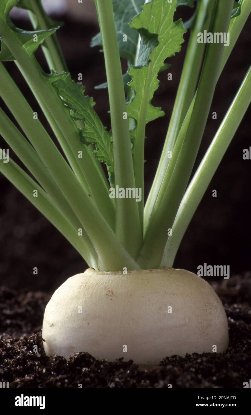 JAPANESE TURNIPS 'TOKYO CROSS' (BRASSICA RAPA) HYBRID VARIETY GROWING