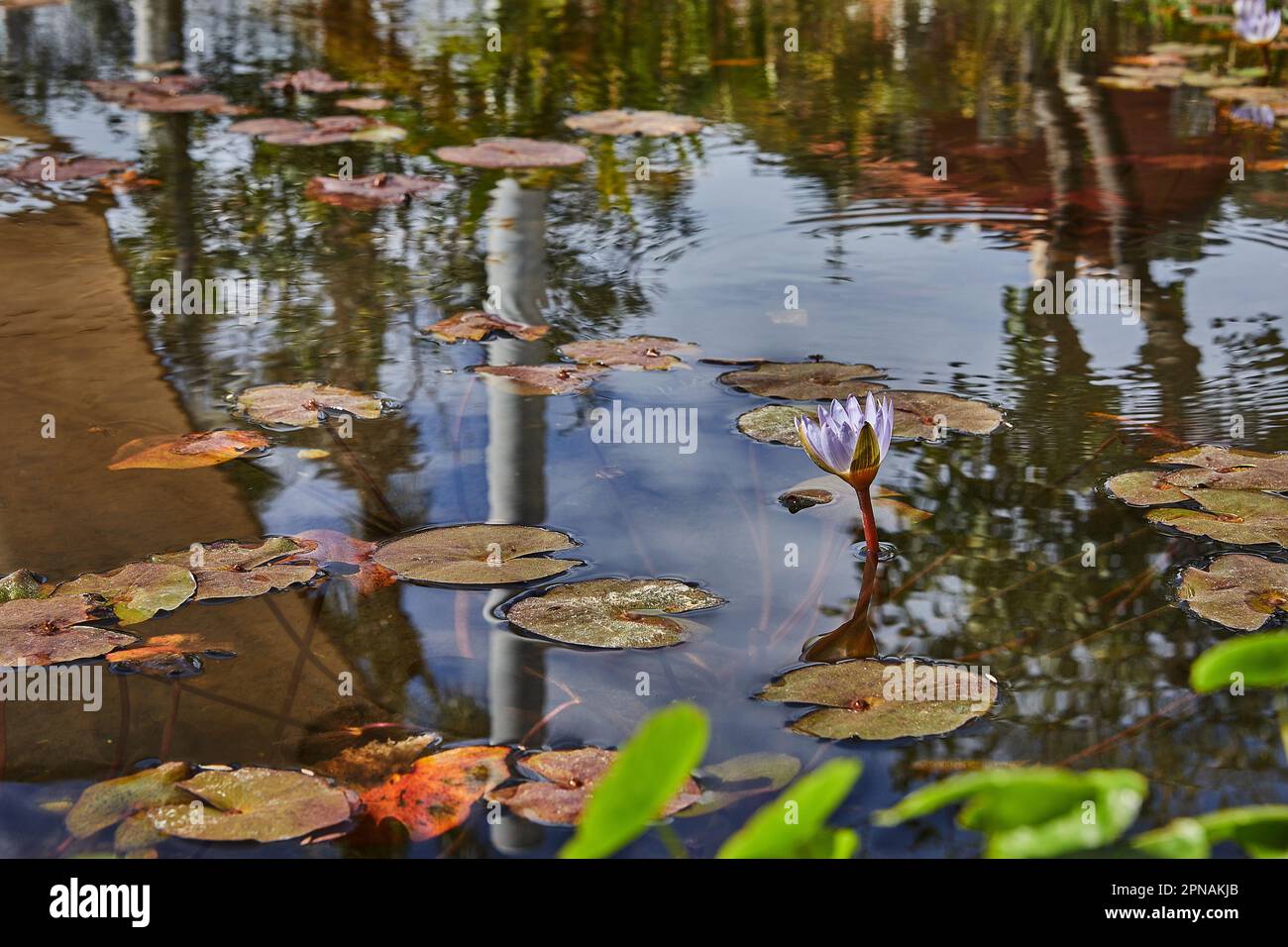 Goldfish in water pond park hi-res stock photography and images - Alamy