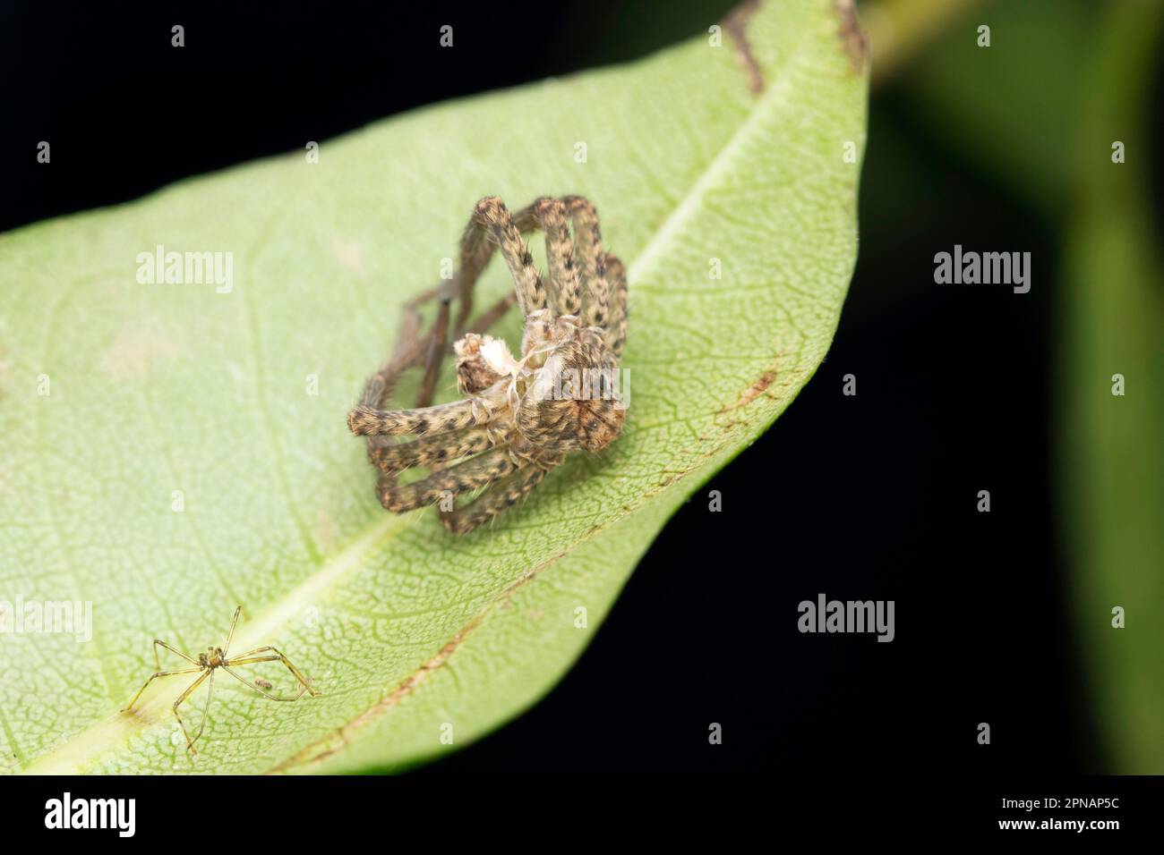 Huntsman spider moult, Heteropoda venatoria, Satara, Maharashtra, India Stock Photo
