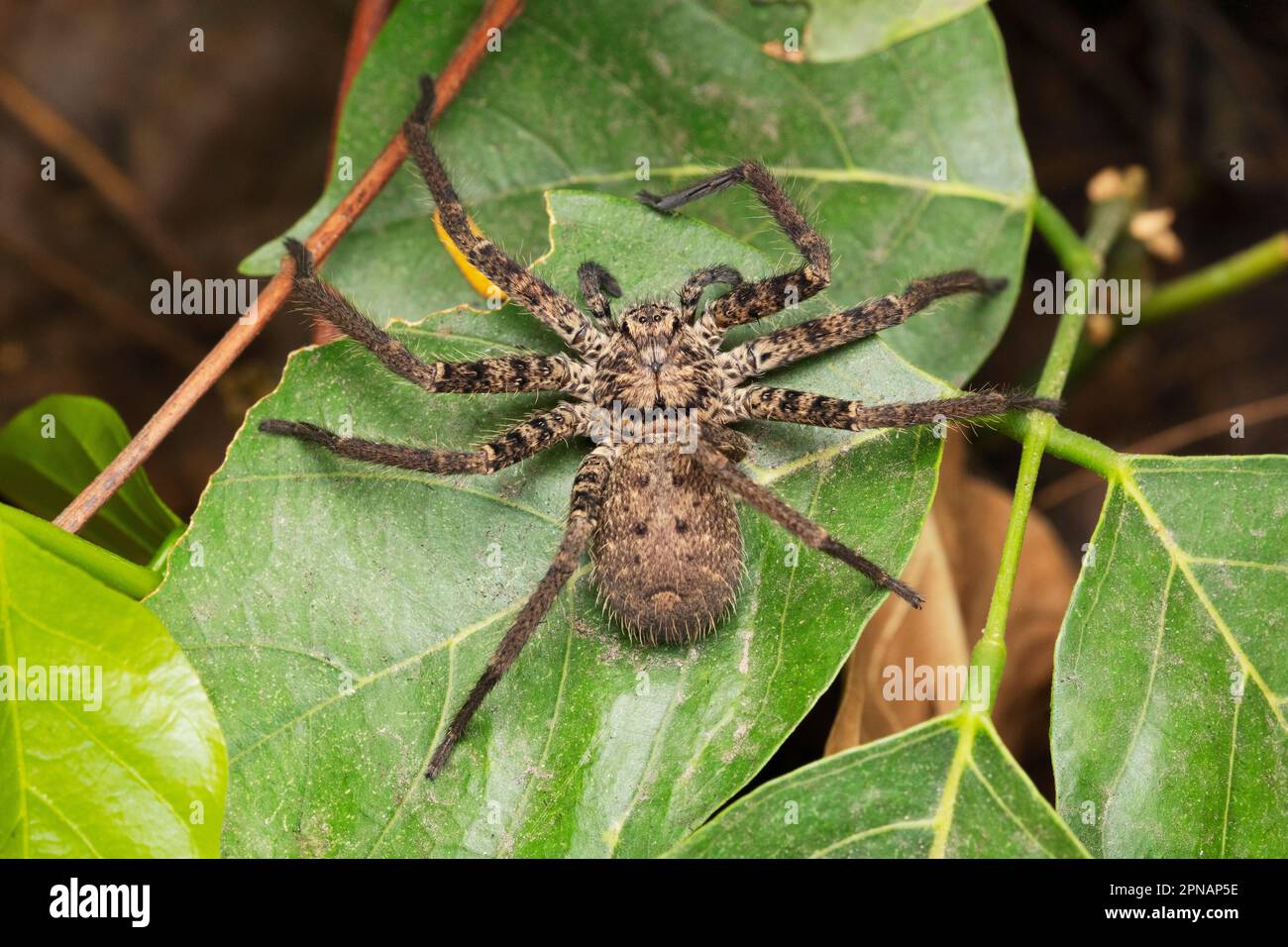 Foliage huntsman spider, Heteropoda venatoria, Satara, Maharashtra, India 3 Stock Photo