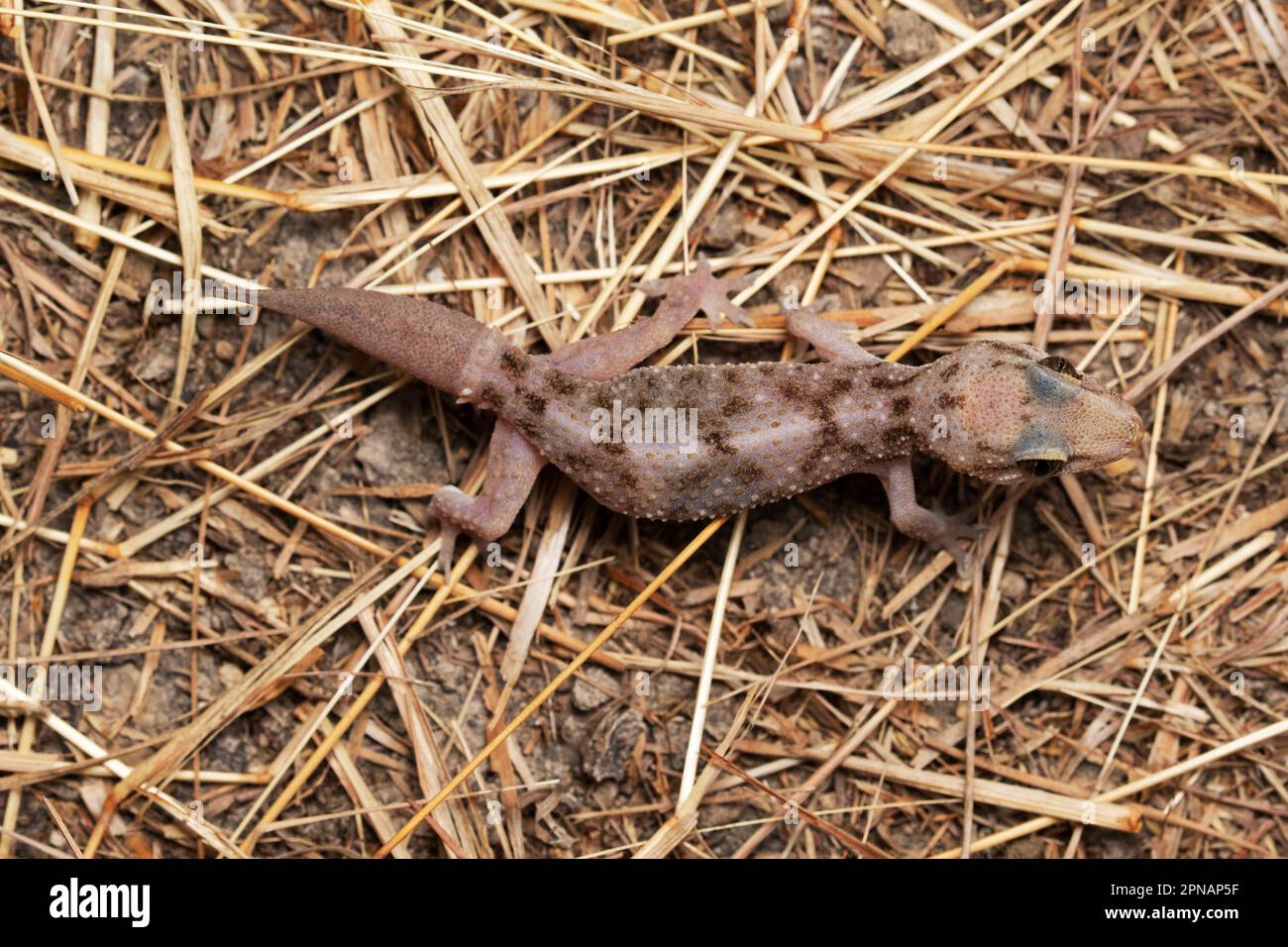 Brooks gecko with regenerated tail hi-res stock photography and images ...