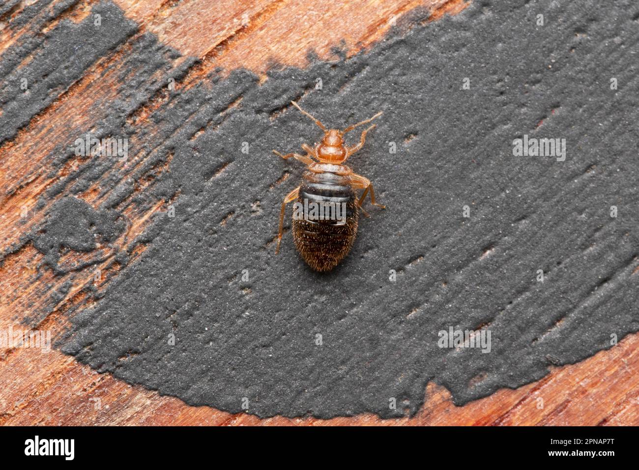 Bed bug, Cimex lectularius, Pune, Maharashtra, India Stock Photo Alamy