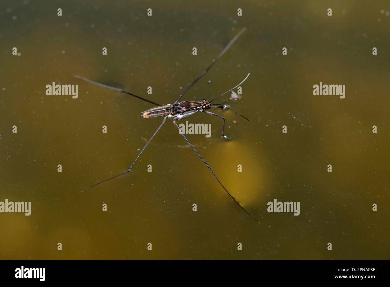 Water strider, Aquarius najas, Satara, Maharashtra, India Stock Photo