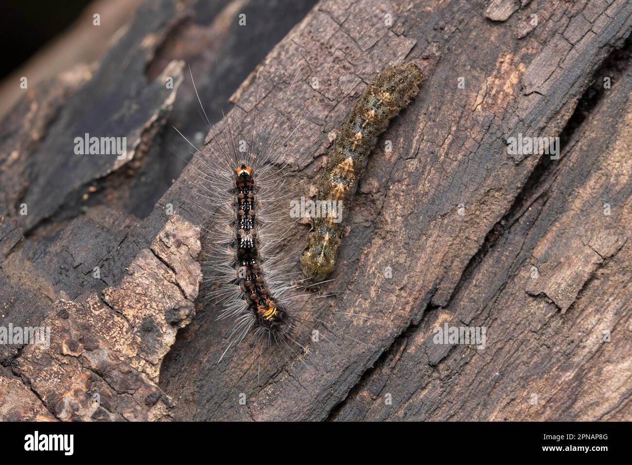 Gypsy moth larvae hi-res stock photography and images - Alamy